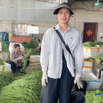 广西长豆角大量上市，70公分左右，可供商超批发商