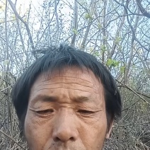 水煮青药