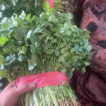 红火香菜九毛钱，跑货去一个地方。