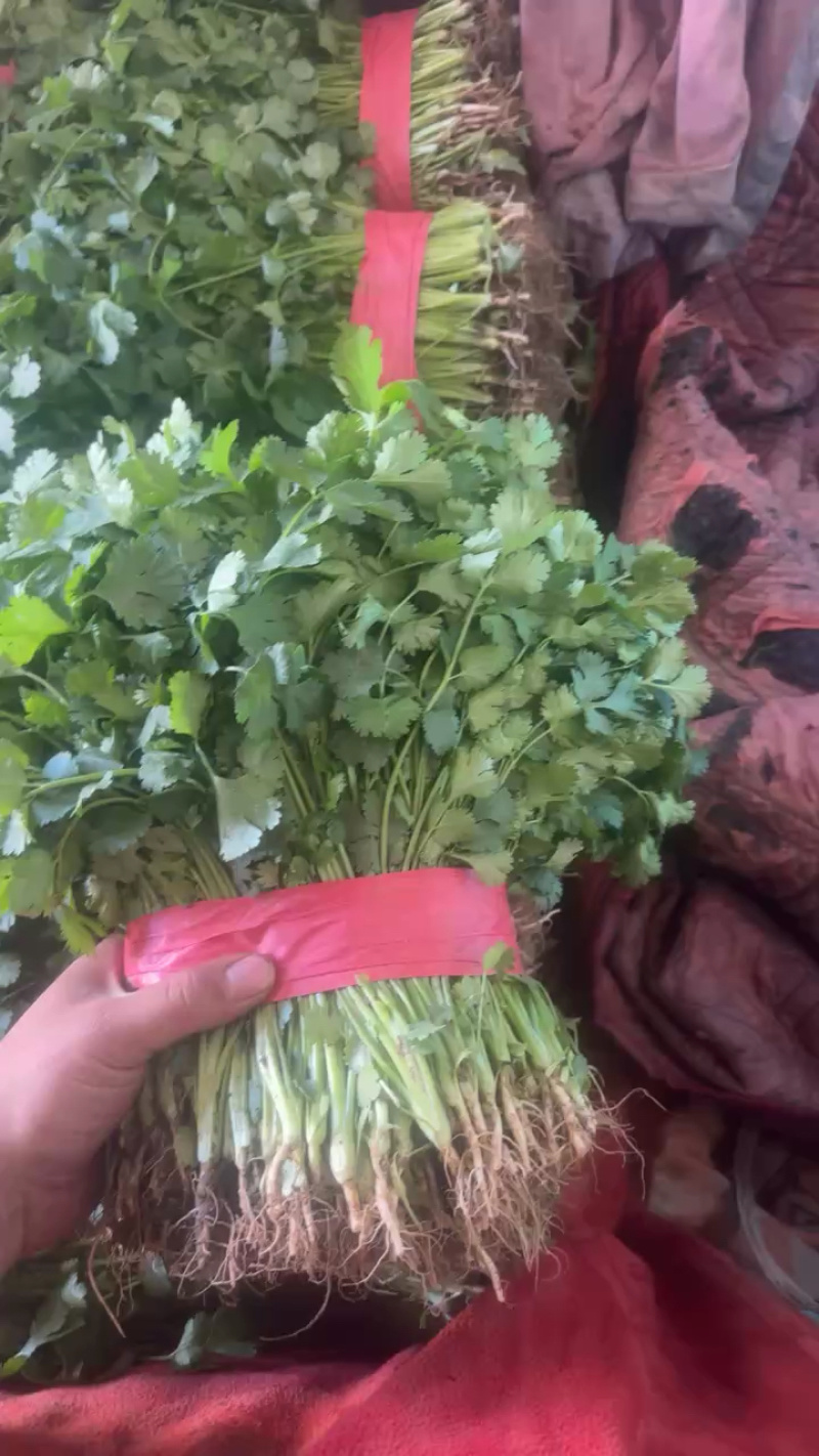 红火香菜九毛钱，跑货去一个地方。