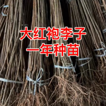 大红袍李子苗三年大红袍李子结果树自家基地直发可签合同