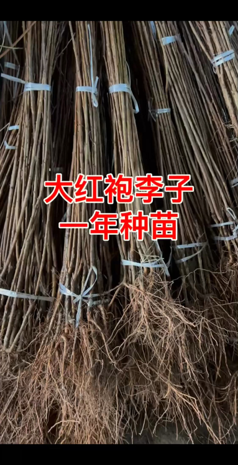 大红袍李子苗三年大红袍李子结果树自家基地直发可签合同