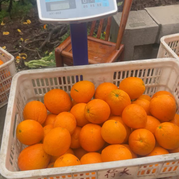 秭归伦晚脐橙：果大皮薄、汁水饱满、纯甜无酸。