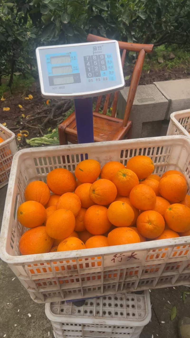 秭归伦晚脐橙：果大皮薄、汁水饱满、纯甜无酸。
