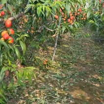 山东万亩油桃大量上市
