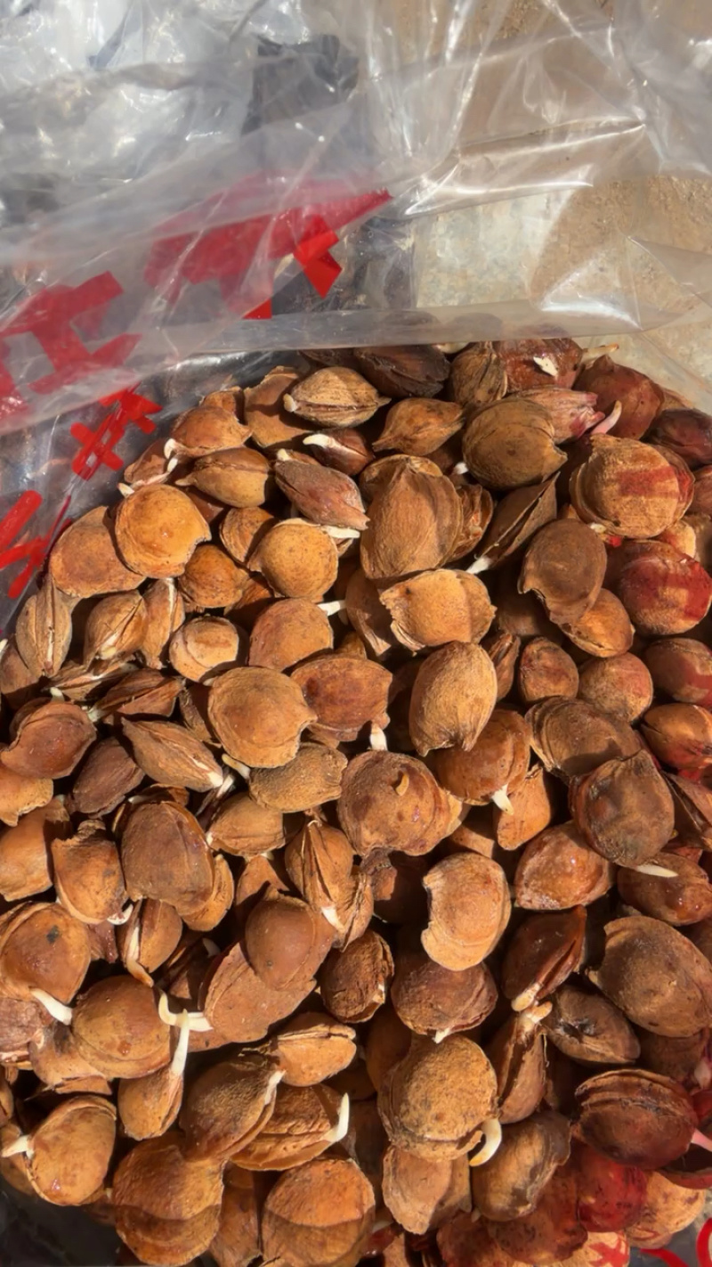 杏种子，手选个个发芽，裂口，一斤300多粒