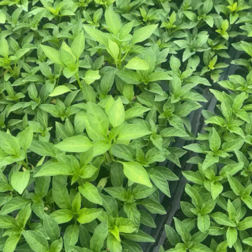 辣椒苗，好种又高产，带土发货，成活率高，正宗辣椒苗，品质