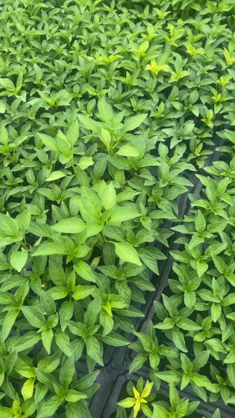 辣椒苗，好种又高产，带土发货，成活率高，正宗辣椒苗，品质