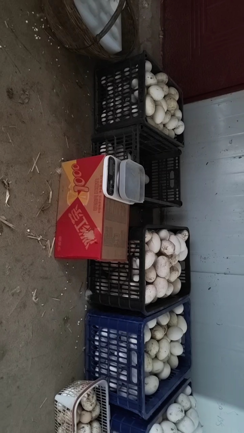 鹅种蛋