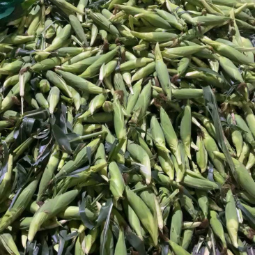 广东湛江水果玉米，产地一手货源，优质农产品