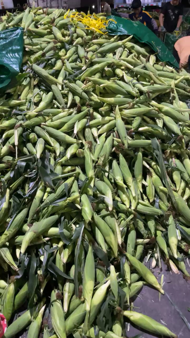 广东湛江水果玉米，产地一手货源，优质农产品