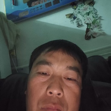 河北大白菜,黄心白菜大量有货对接各大批发市场电商