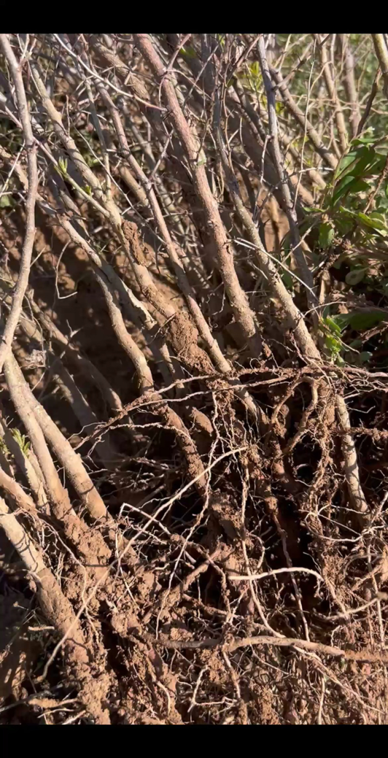 山西运城酸枣苗成活率高，根系发达基地直供需要可直接电话联系