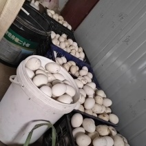 自家喂的鹅下的蛋