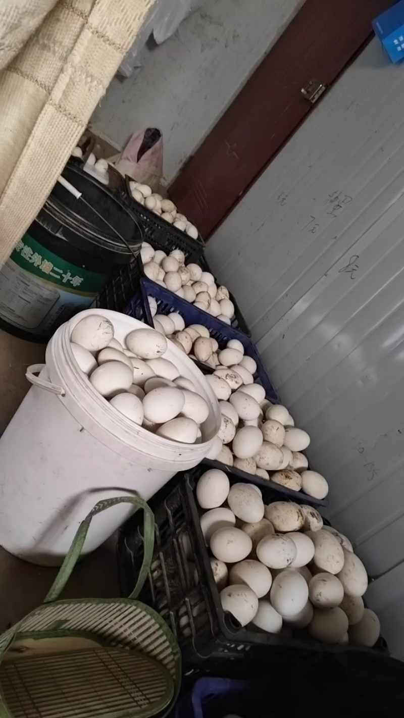 自家喂的鹅下的蛋
