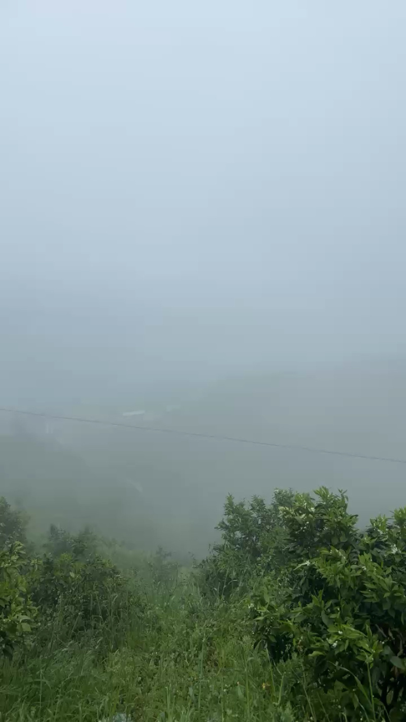 （源头产地）重庆奉节脐橙长红圆红一手货源，产地直发