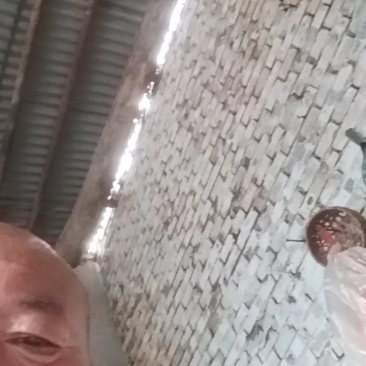 王国酥梨，大量批发销售中，各种规格，各种包装，货源充足！