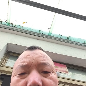 8公分以下的桂花树