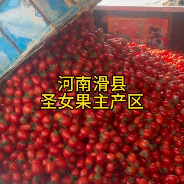 河南滑县红果圣女果，酸甜口感，现正装车发货！