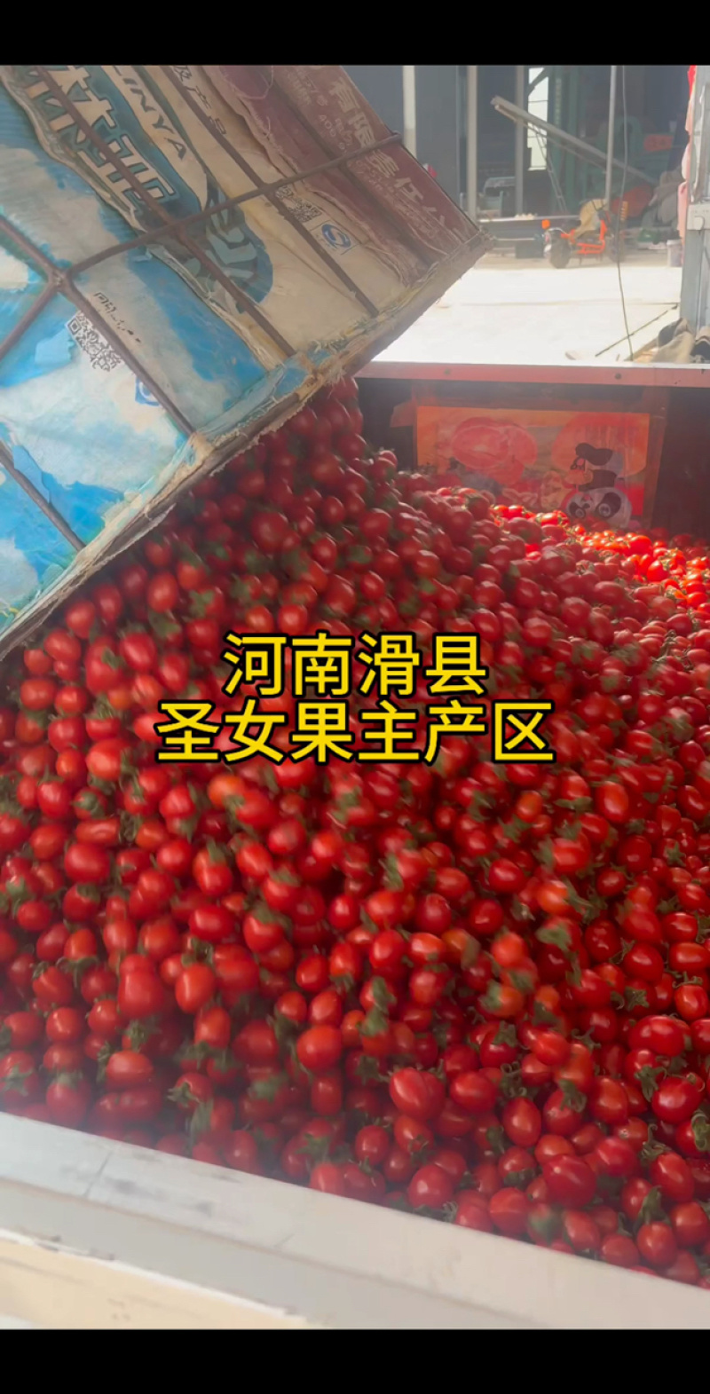 河南滑县红果圣女果，酸甜口感，现正装车发货！