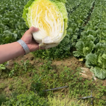 精品黄心白菜大量上市品质保证量大从优一手货源