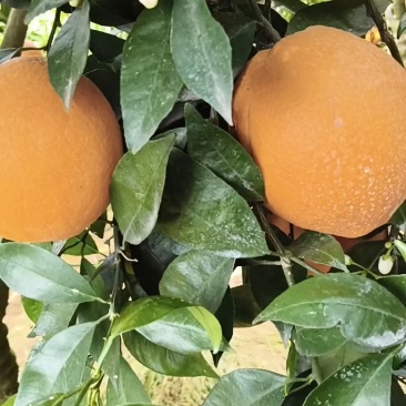 湖北秭归夏橙果园看货，现定现采新鲜果产地直发大量供应