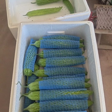 山东寿光苦瓜