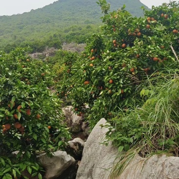广西桂林阳朔兴坪镇山地夏橙三四万斤