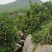 广西桂林阳朔兴坪镇山地夏橙三四万斤