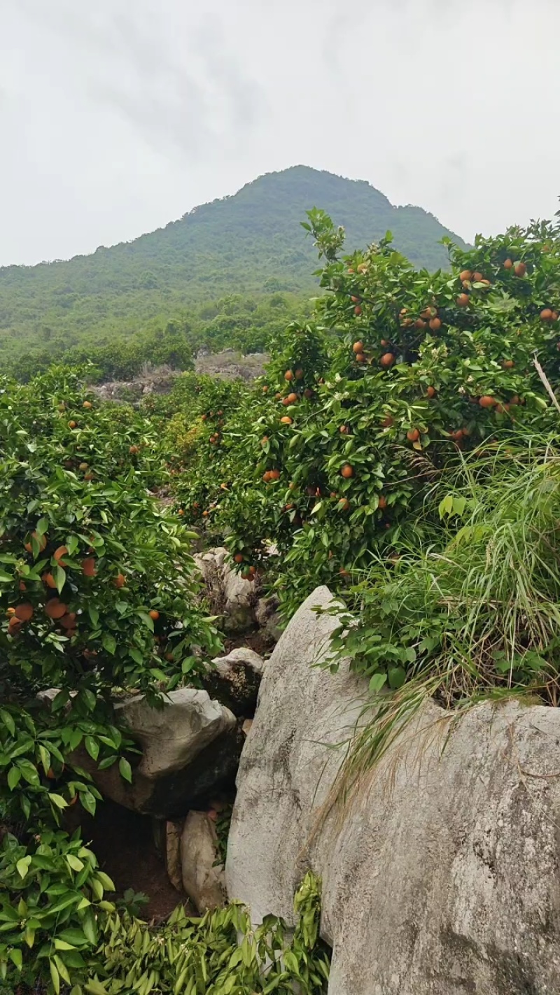 广西桂林阳朔兴坪镇山地夏橙三四万斤