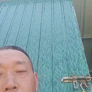 太阳花甜玉米，大量新鲜现货，欢迎老板选购