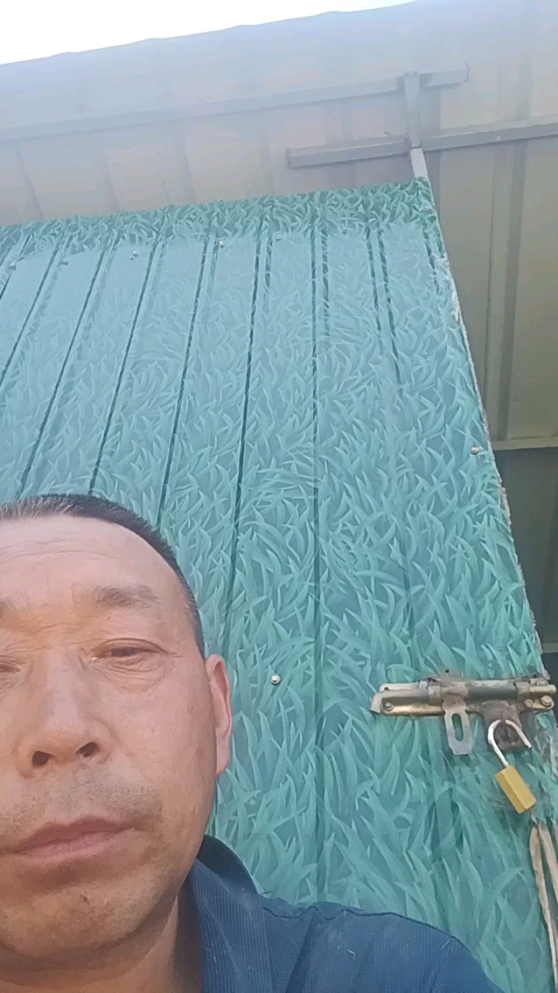 太阳花甜玉米，大量新鲜现货，欢迎老板选购