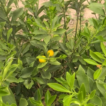 脆蜜金桔苗.果皮特脆甜.无油涩味.量大可开正式发票