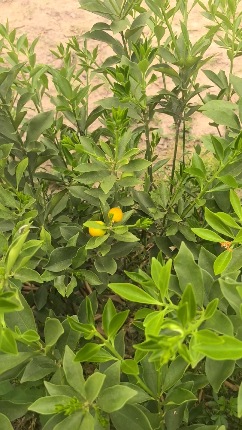 脆蜜金桔苗.果皮特脆甜.无油涩味.量大可开正式发票