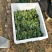 小叶菠菜20~25厘米