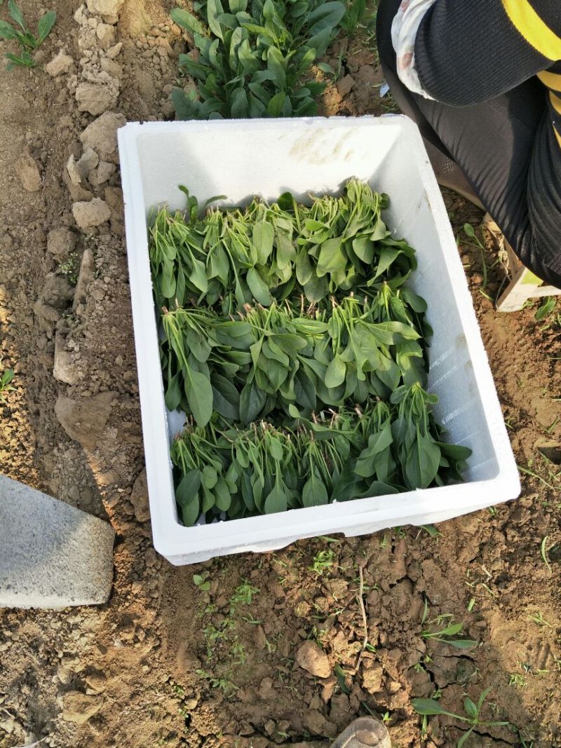 小叶菠菜20~25厘米