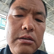 茼蒿25~30cm可以精加工产地代办托运等一条龙