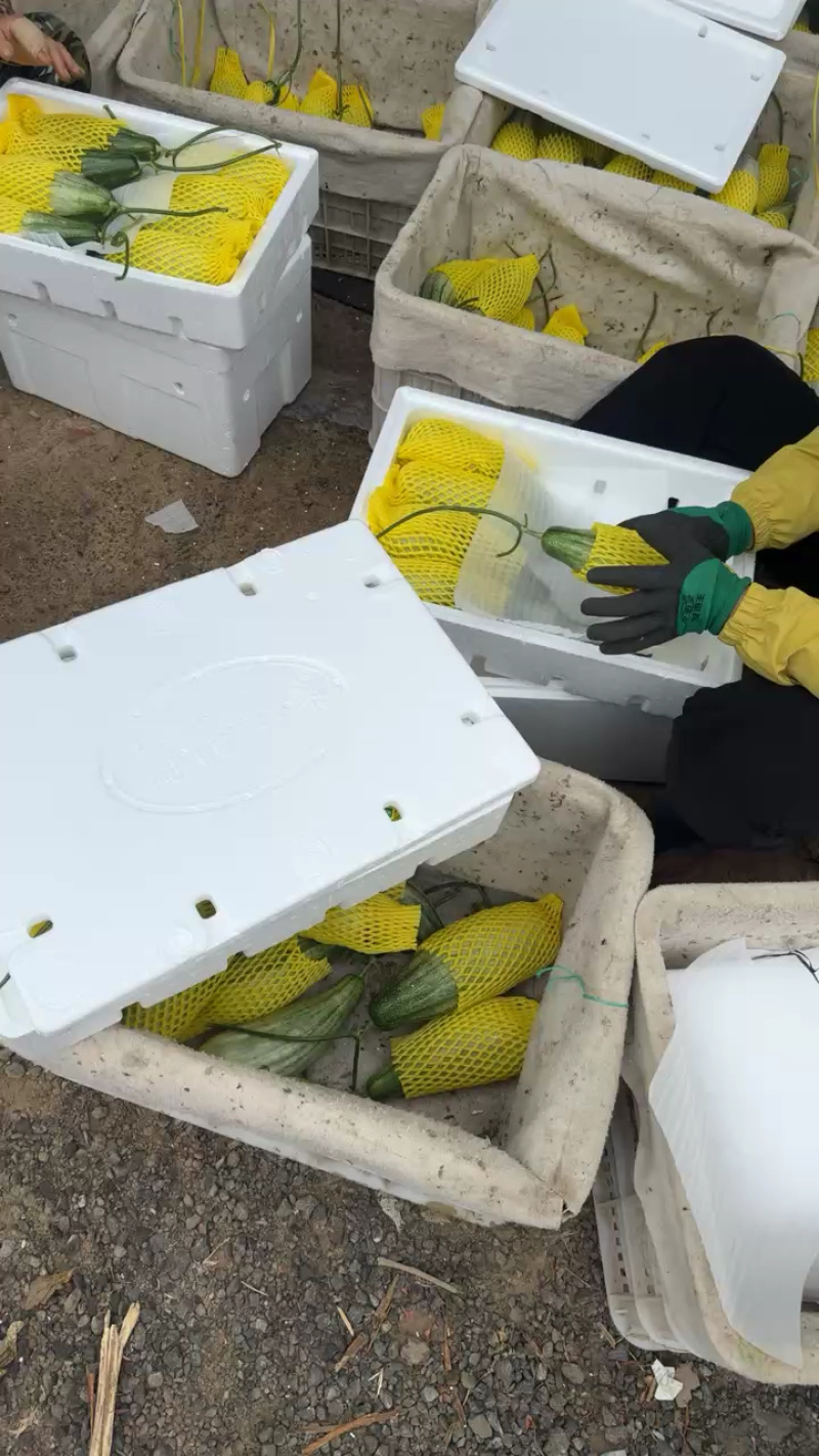【推荐】潍坊羊角蜜甜瓜产地直供电商团购微商等