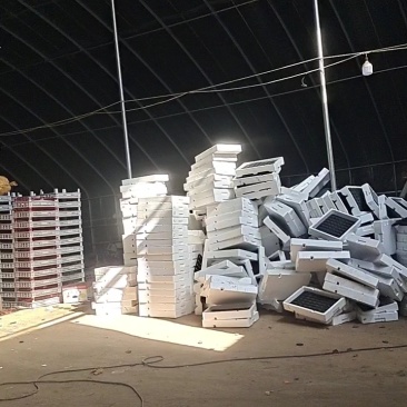 山东产地直发铁杆大葱对接电商批发商加工厂直销可以视频看货