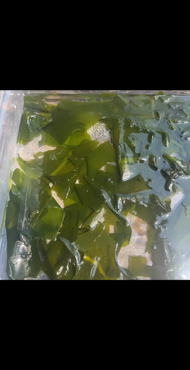 裙带菜地摊电商批发裙带菜干海藻菜螺旋藻凉拌菜紫菜海带