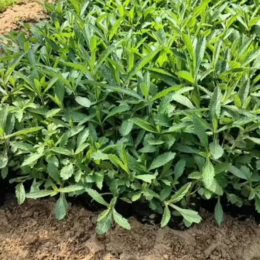 马鞭草，多年生宿根地被类草花，开紫色串花花期长可用做花海