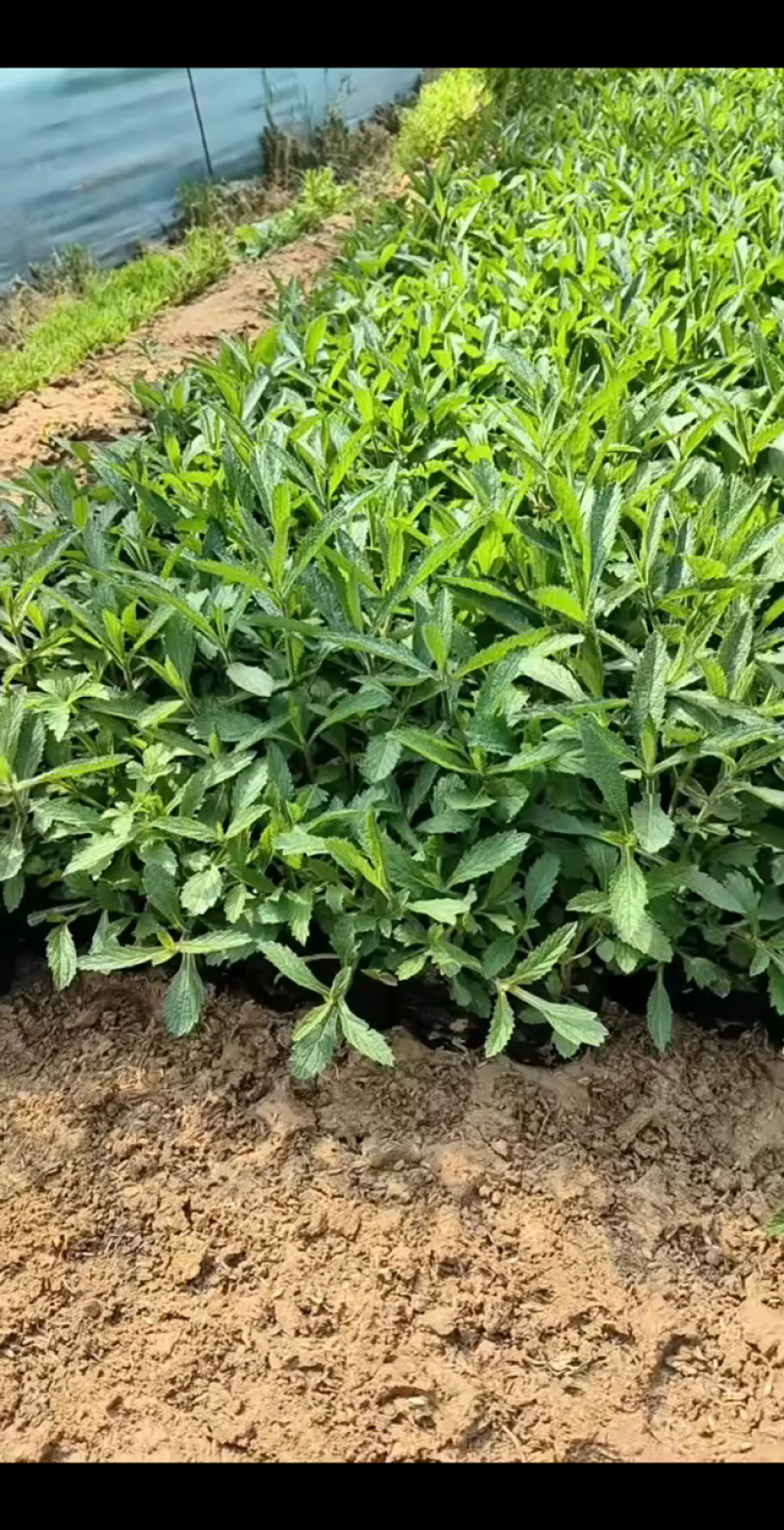 马鞭草，多年生宿根地被类草花，开紫色串花花期长可用做花海