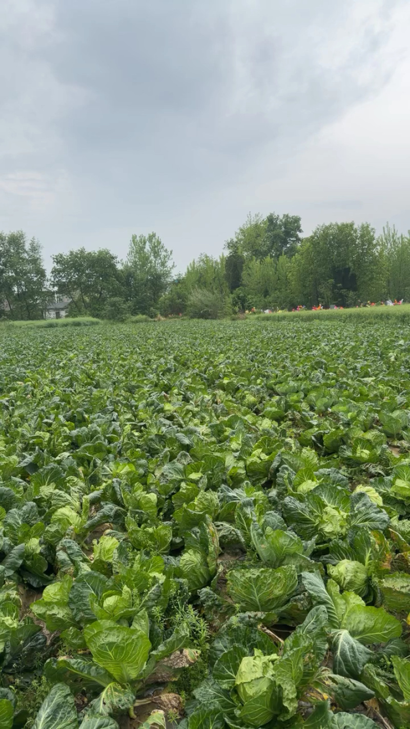 湖北精品甘蓝圆包菜产地直发品质保证量大从优一手货