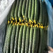 精品山东密刺黄瓜，青瓜，旱黄瓜，水果黄瓜，规格齐全。