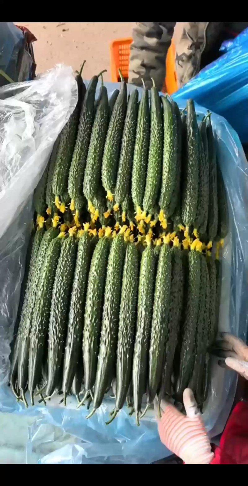 精品山东密刺黄瓜，青瓜，旱黄瓜，水果黄瓜，规格齐全。