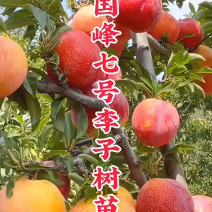 纯正国峰7号李子苗产地直发