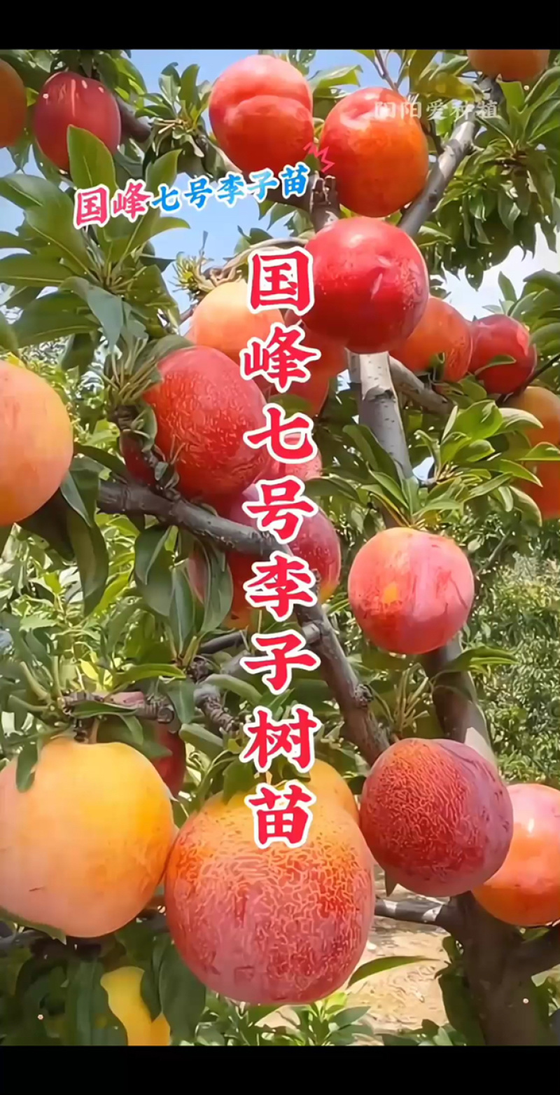 纯正国峰7号李子苗产地直发