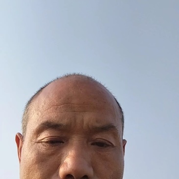 河南大叶韭菜大量供应中对接市场档口商超一条龙服务欢迎来电