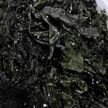精品裙带菜裙带菜梗裙带菜叶量大从优源头工厂发全国
