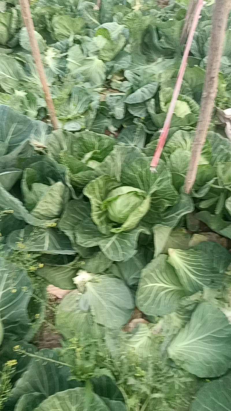 甘蓝